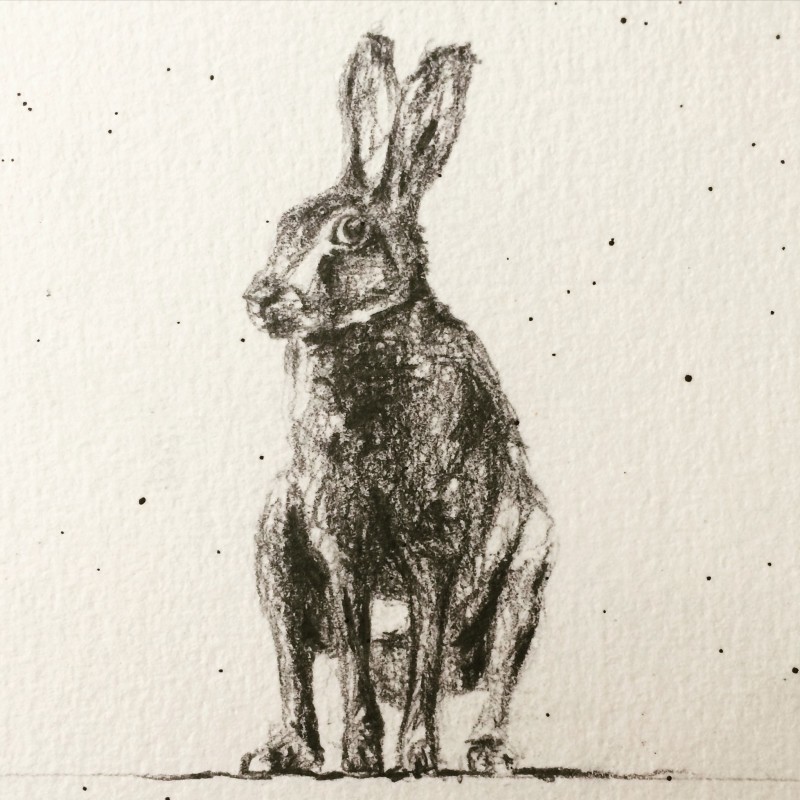 Hare Study